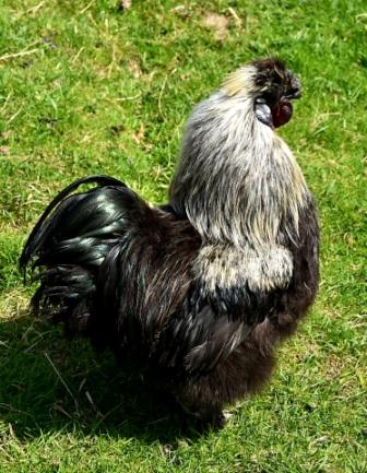 Funky Chicken